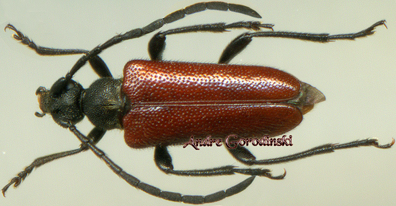 http://www.gorodinski.ru/cerambyx/Pseudalostera gorodinskii.jpg